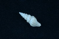 藏品(捲管螺)的圖片